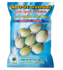 Brinjal Indo US Greenball